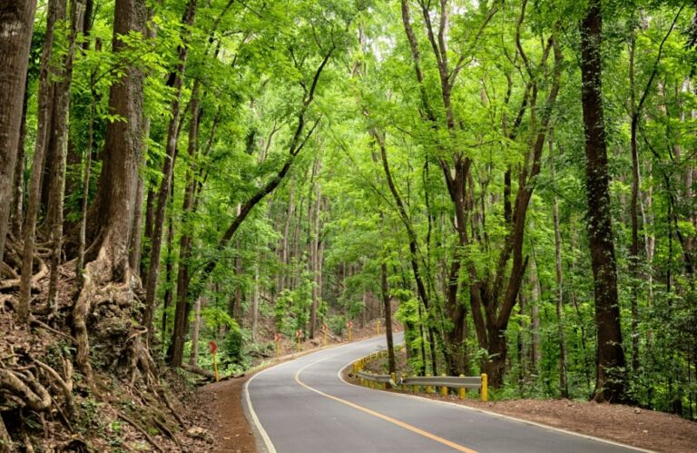 Man made forest included in tour packages in bohol