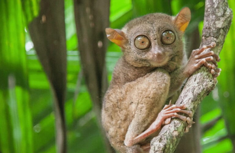A tarsier included in tour packages in bohol
