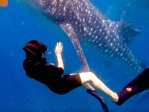 Eyam Whaleshark 2