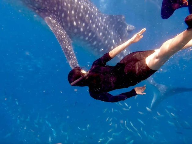 Eyam Whaleshark